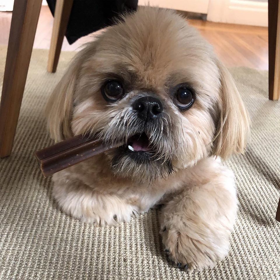Dougie the Shih Tzu.